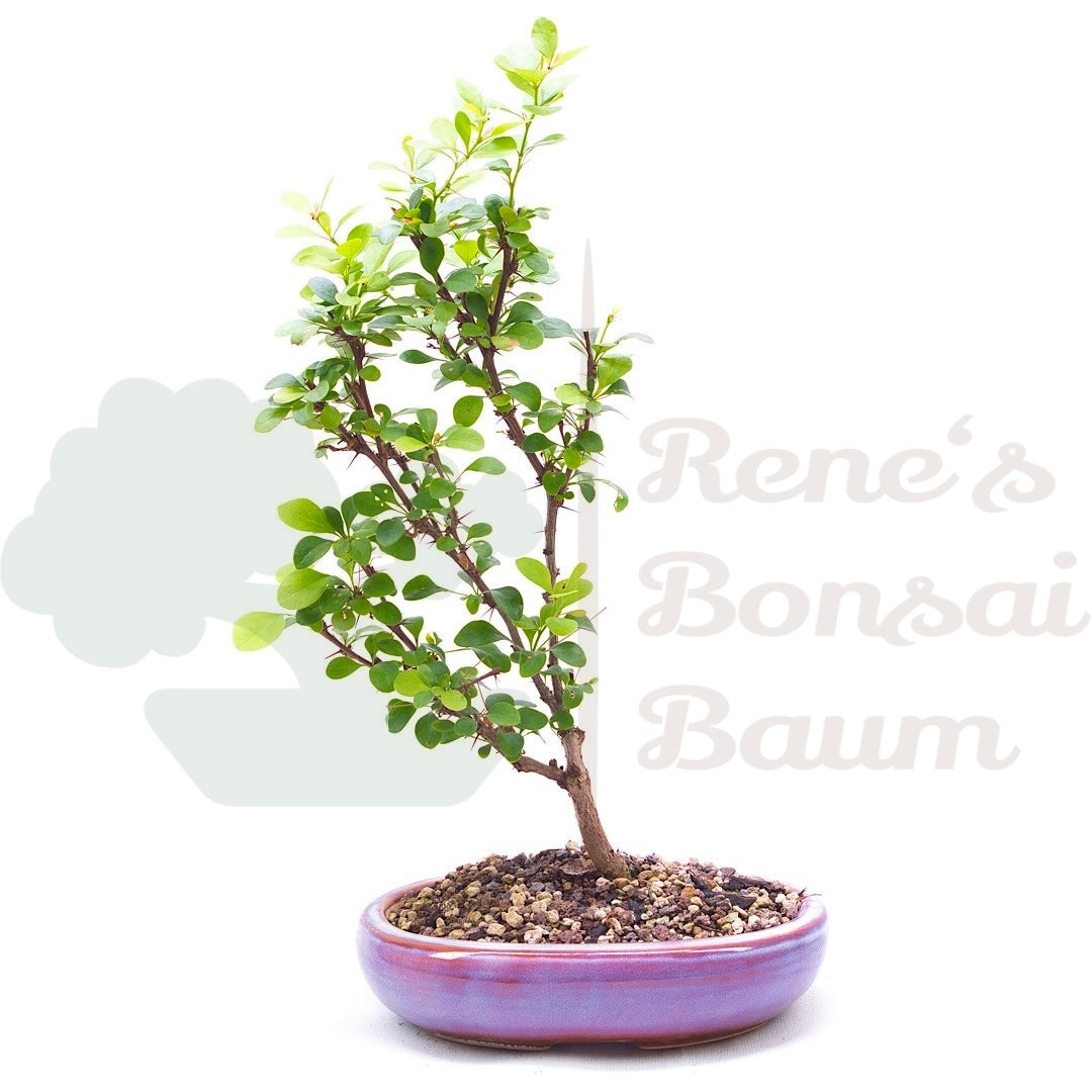 Berberitze 'Berberis